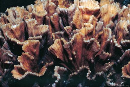 CotW: Pectinia paeonia