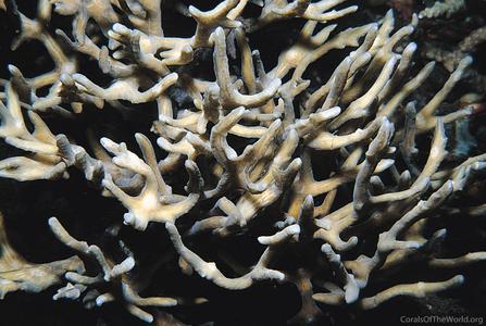 CotW preview: Pectinia pygmaeus