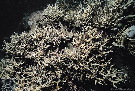 CotW preview: Pectinia pygmaeus