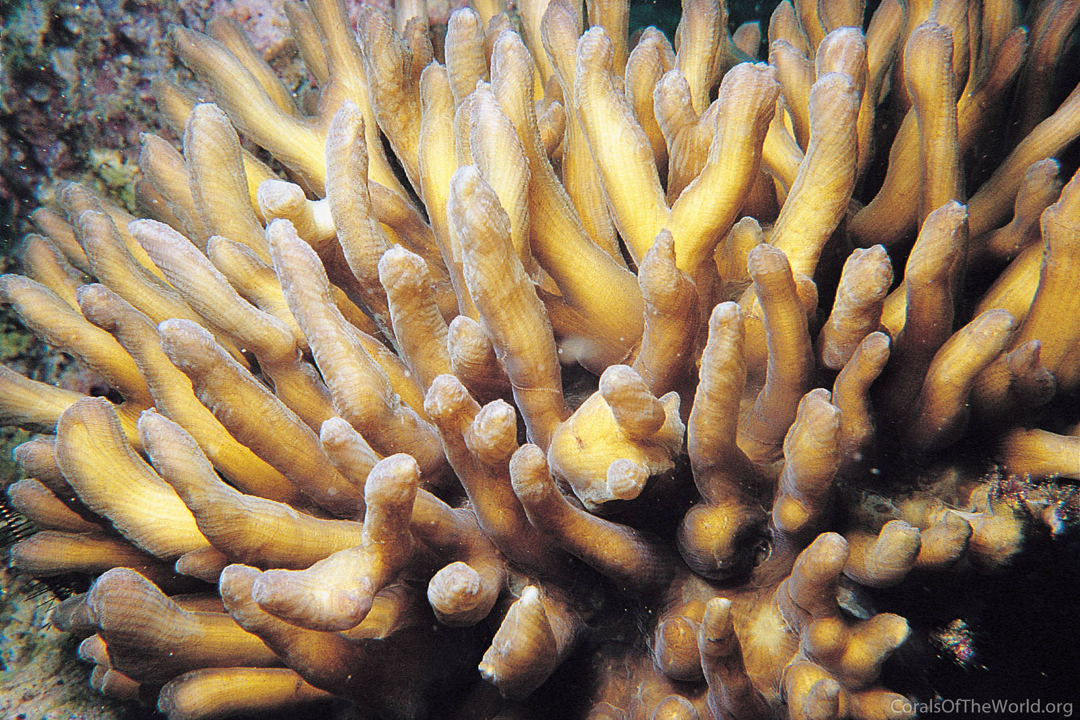 Pectinia teres