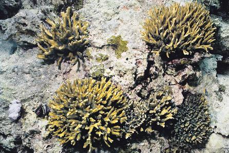 CotW: Pectinia teres