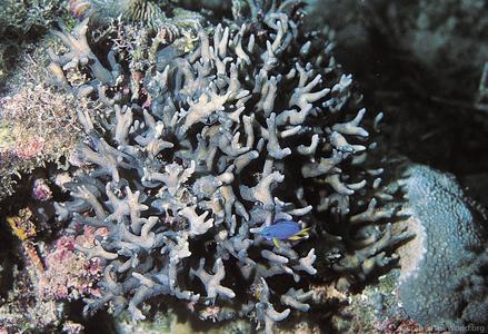 CotW: Pectinia teres