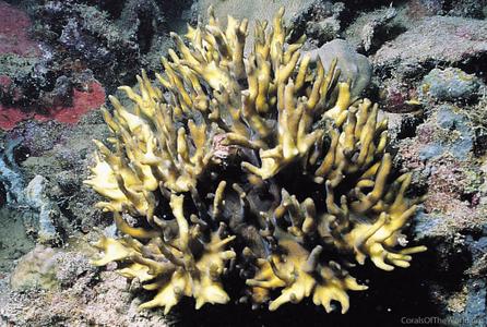 CotW: Pectinia teres