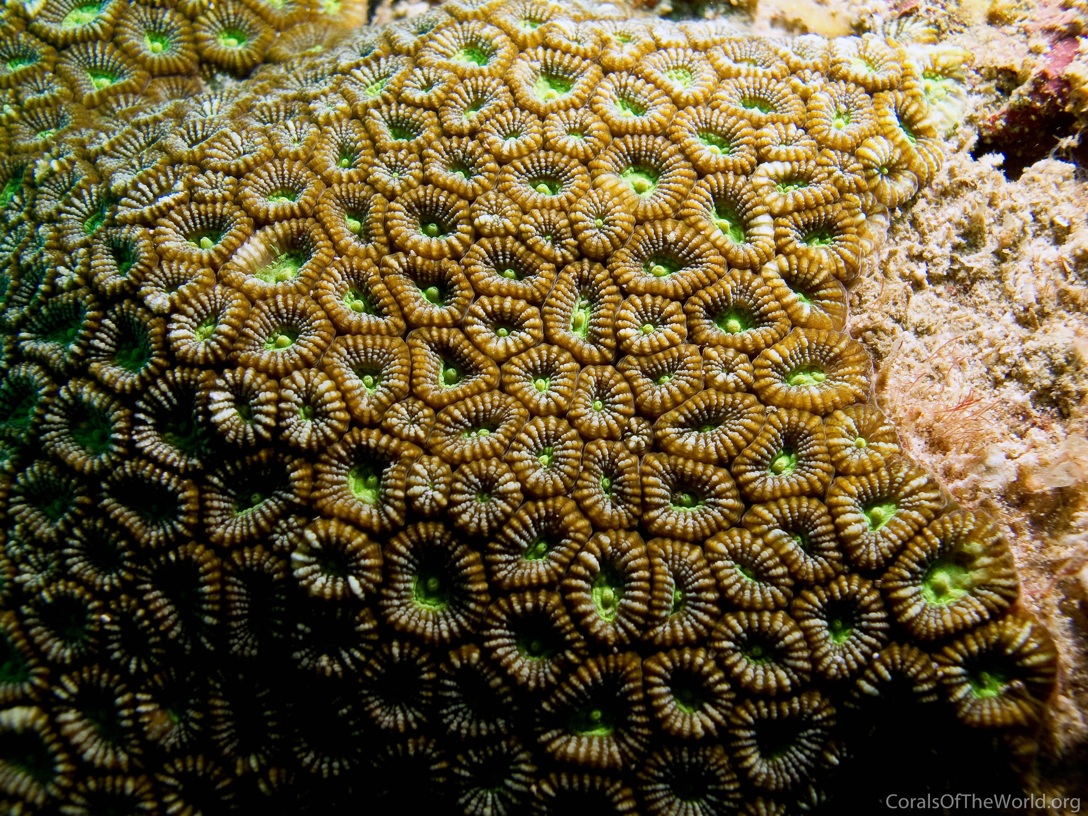 Image from Corals of the World: Phymastrea colemani