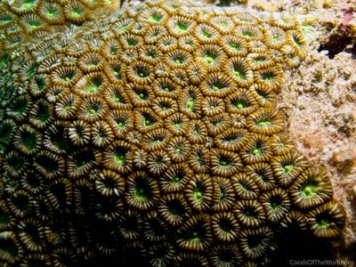 CotW preview: Phymastrea colemani