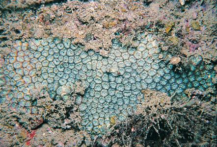 CotW: Phymastrea colemani