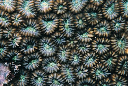 CotW: Phymastrea colemani