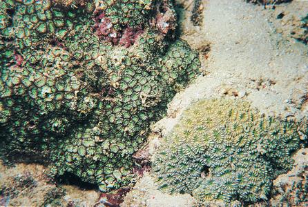 CotW: Phymastrea colemani