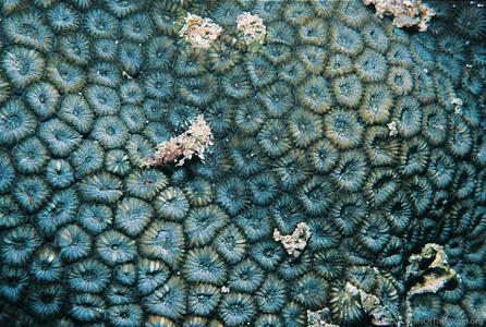 CotW: Phymastrea colemani