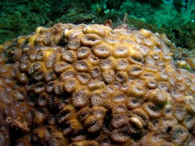 CotW preview: Phymastrea magnistellata