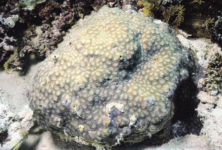 CotW: Phymastrea magnistellata