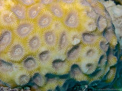 CotW: Phymastrea magnistellata