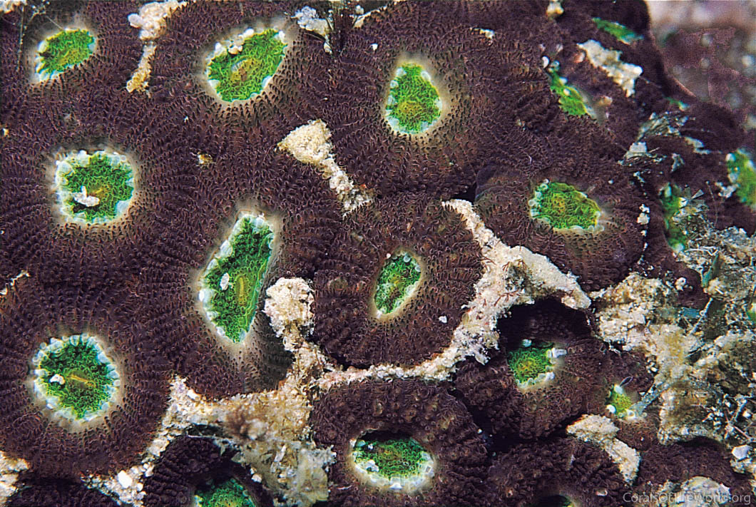 Phymastrea multipunctata
