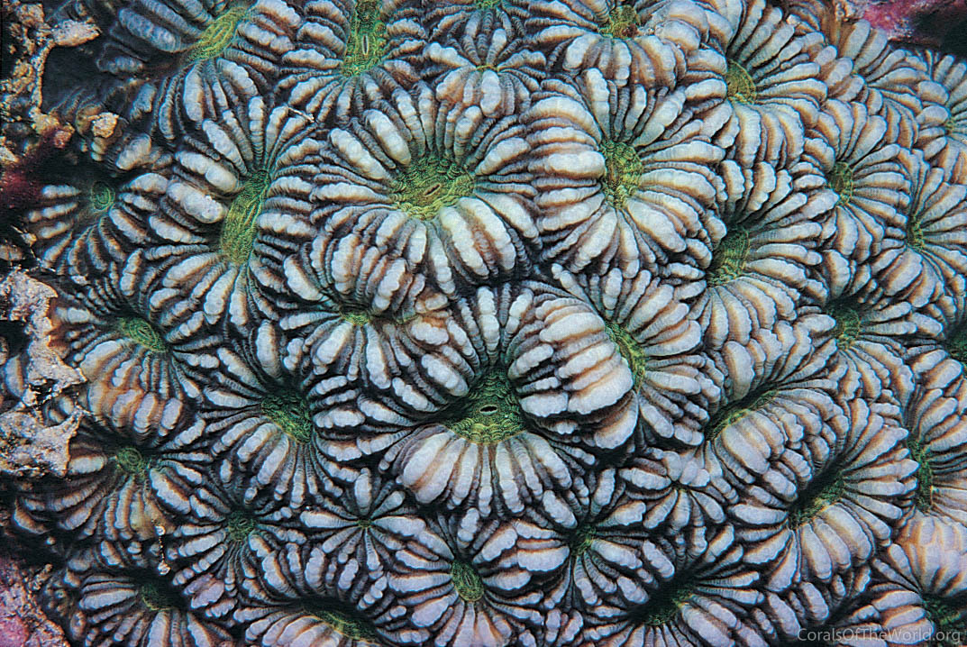Image from Corals of the World: Phymastrea valenciennesi