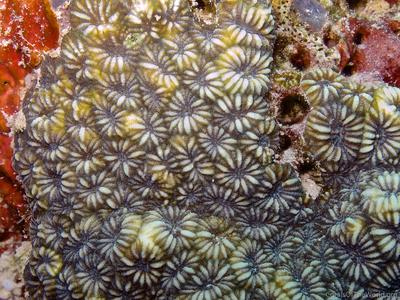 CotW: Phymastrea valenciennesi