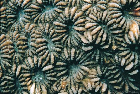 CotW: Phymastrea valenciennesi