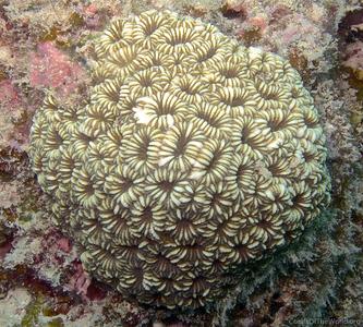 CotW: Phymastrea valenciennesi