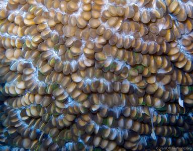 CotW preview: Physogyra lichtensteini