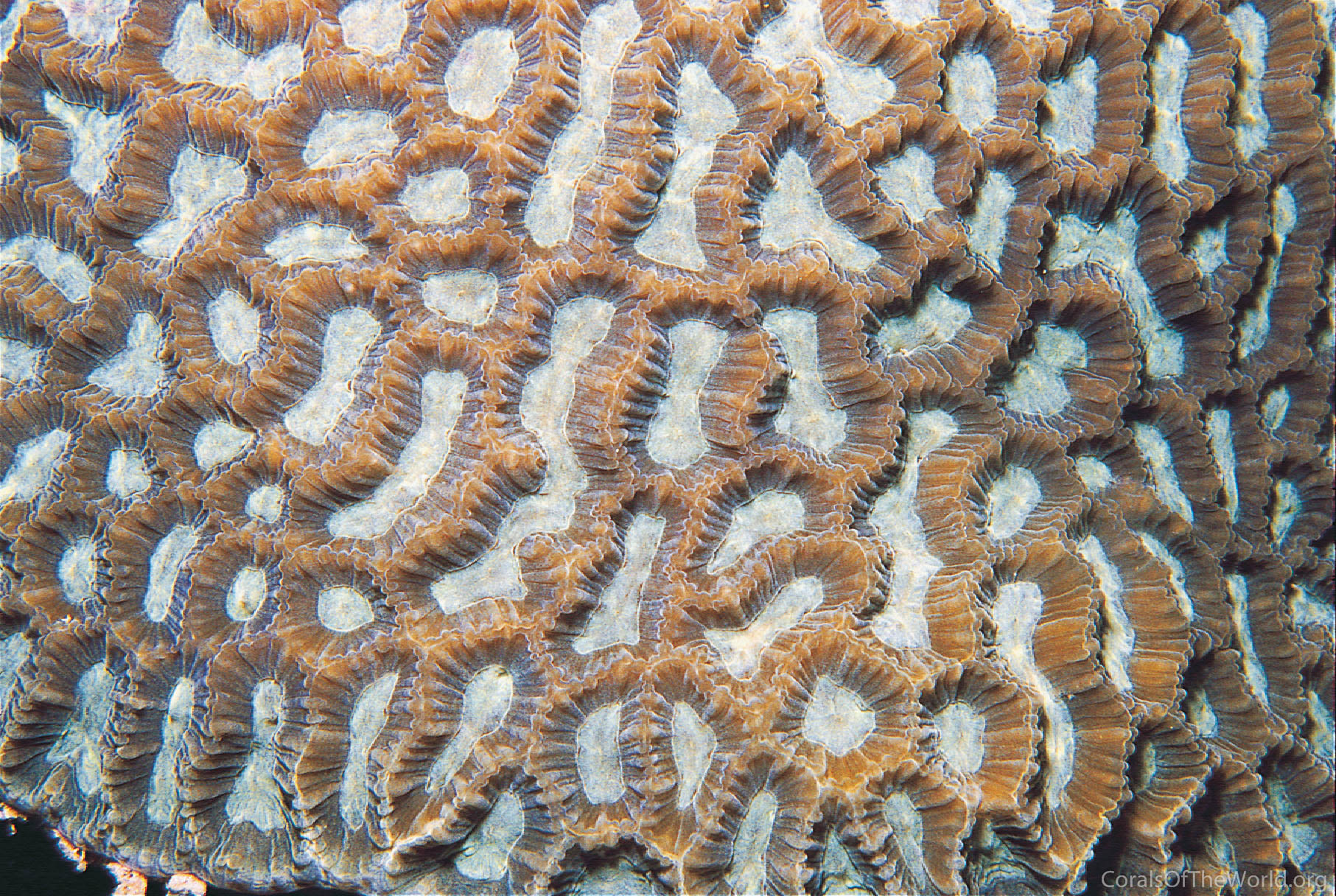 Platygyra acuta