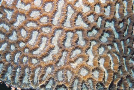CotW preview: Platygyra acuta