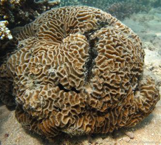 CotW: Platygyra acuta