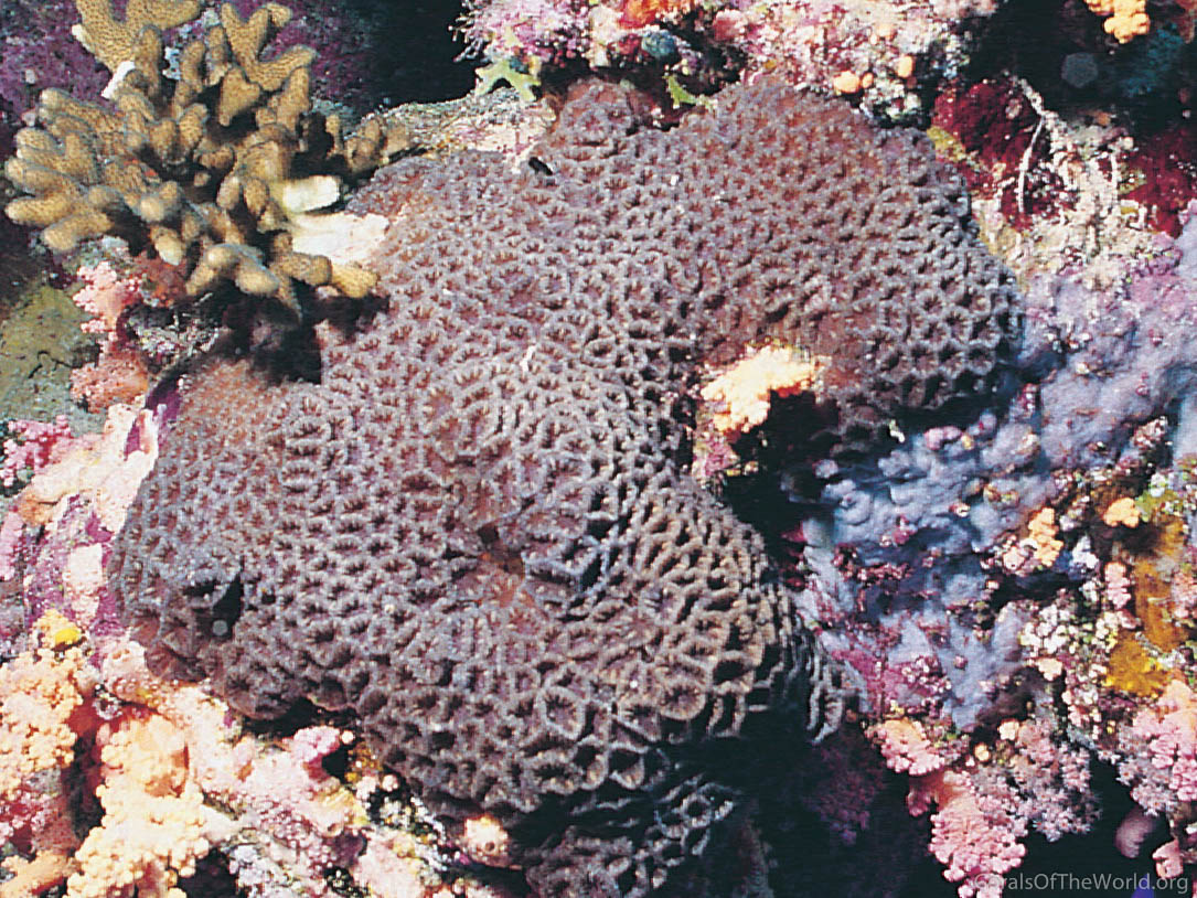 Platygyra carnosus