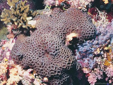 CotW preview: Platygyra carnosus