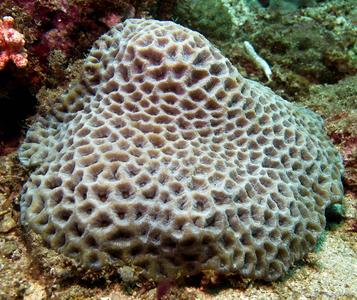 CotW: Platygyra carnosus