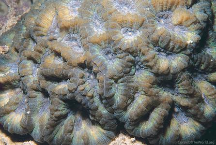 CotW: Platygyra carnosus