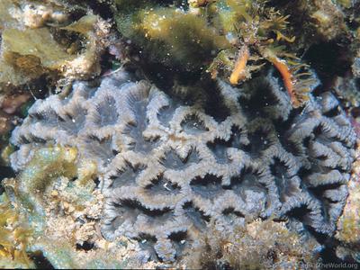 CotW: Platygyra carnosus
