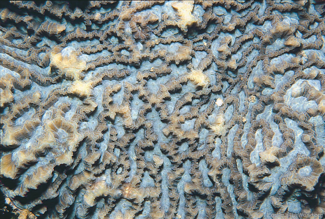 Image from Corals of the World: Platygyra contorta