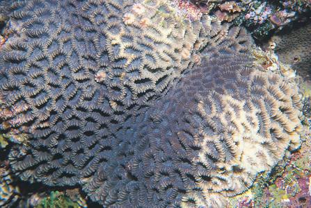 CotW preview: Platygyra crosslandi