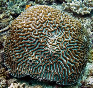 CotW: Platygyra daedalea
