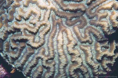 CotW: Platygyra daedalea