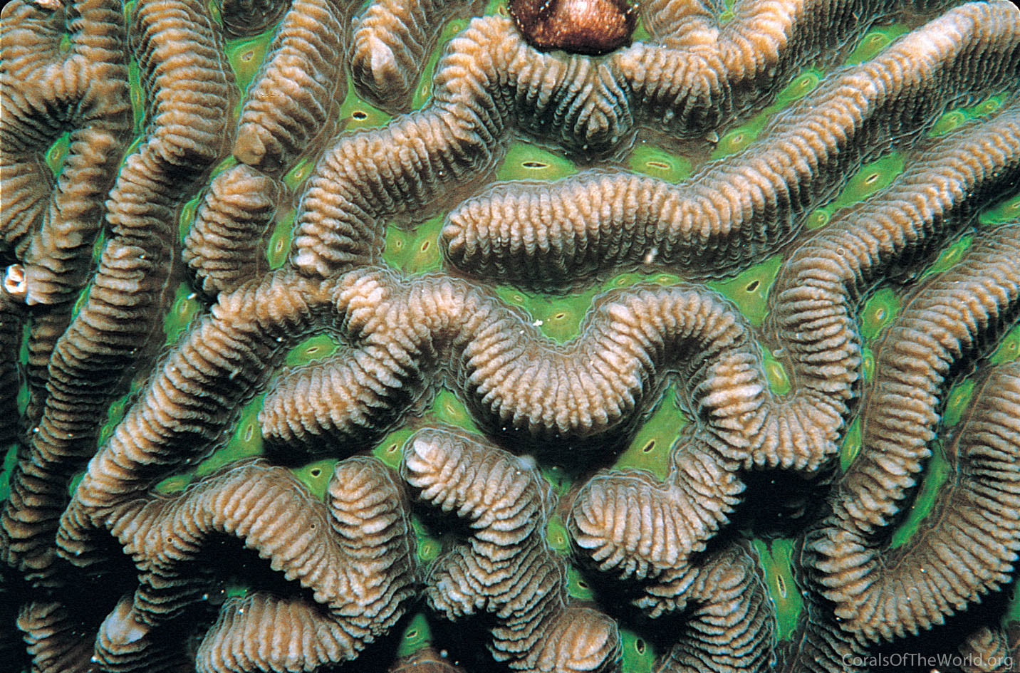 Platygyra lamellina