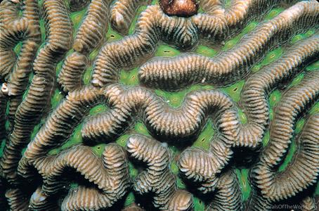 CotW preview: Platygyra lamellina