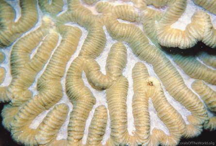 CotW: Platygyra lamellina