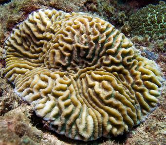 CotW: Platygyra lamellina