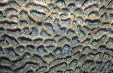 CotW: Platygyra pini