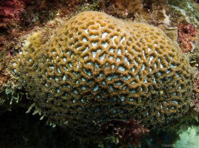 CotW: Platygyra pini