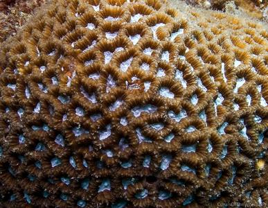 CotW: Platygyra pini