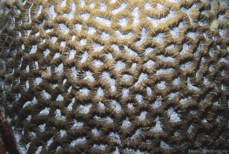 CotW: Platygyra pini