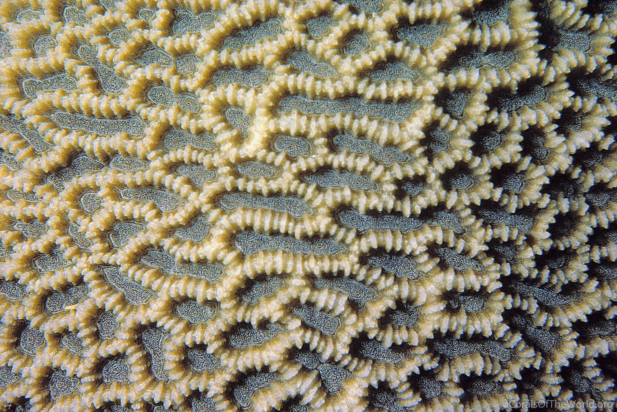 Platygyra ryukyuensis