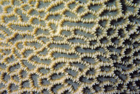 CotW preview: Platygyra ryukyuensis