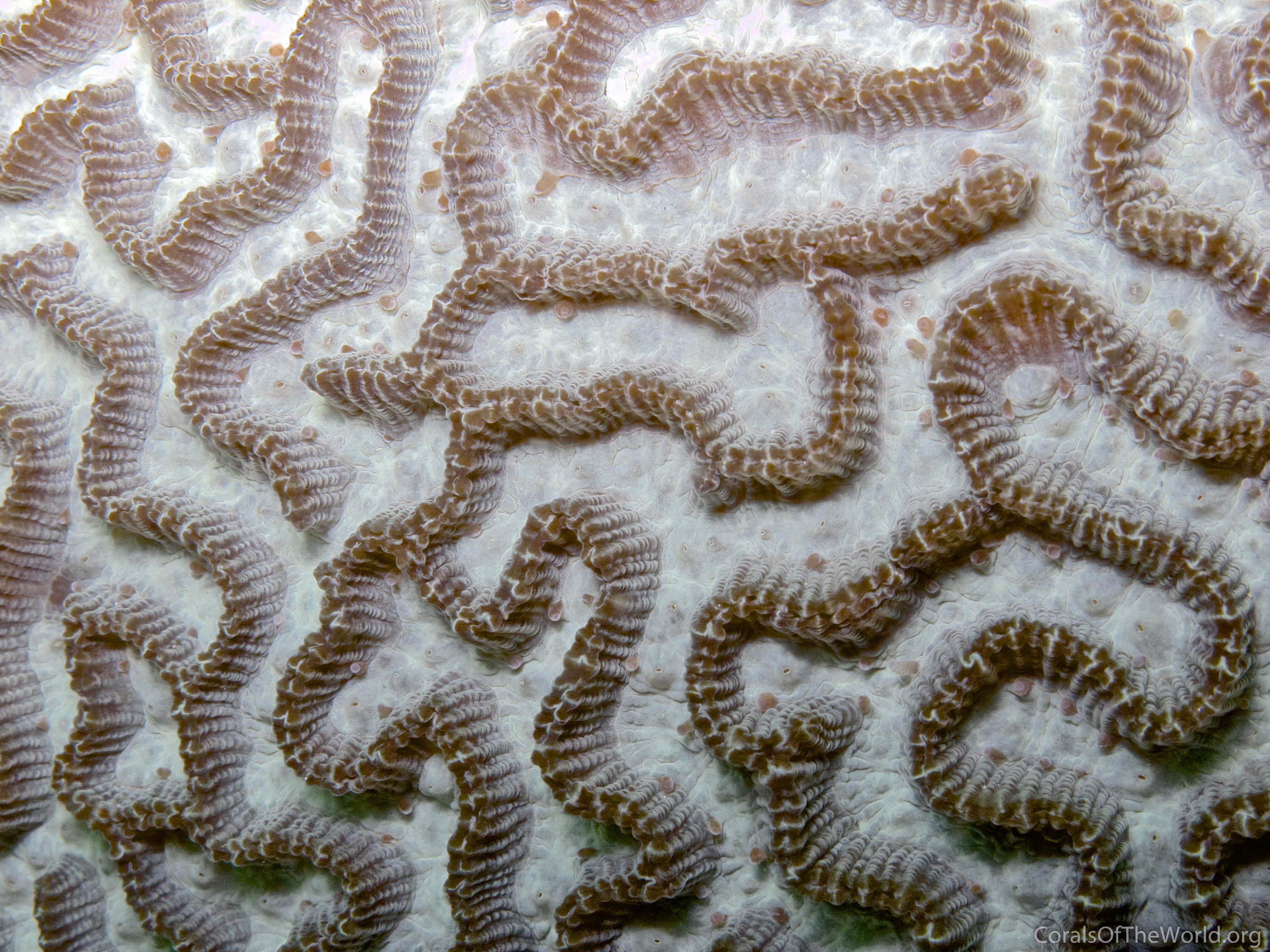 Platygyra sinensis