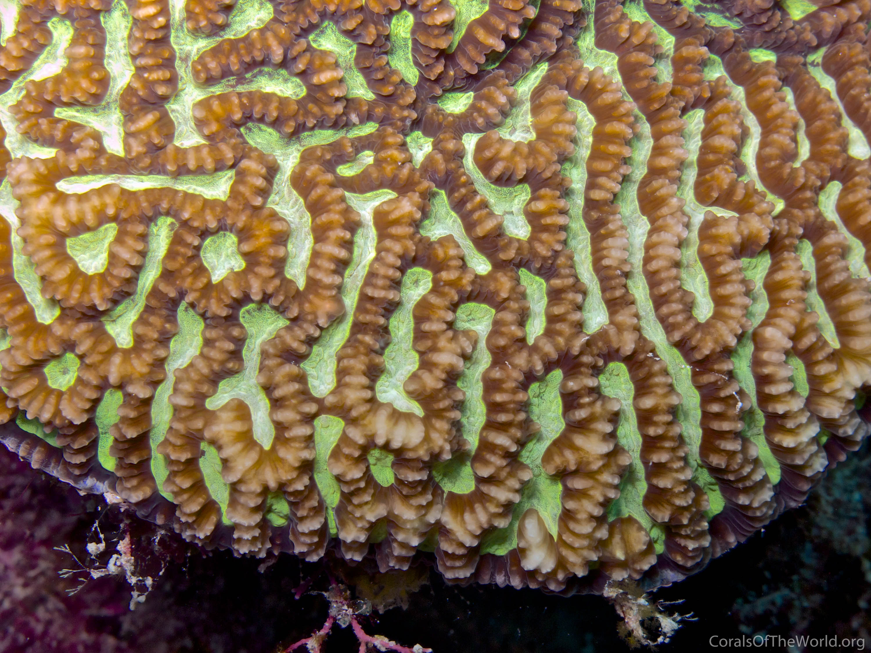 Platygyra yaeyamaensis