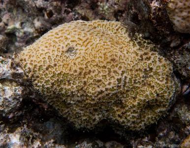 CotW preview: Platygyra yaeyamaensis