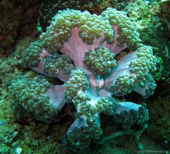 CotW: Plerogyra cauliformis