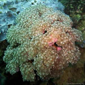 CotW: Plerogyra cauliformis