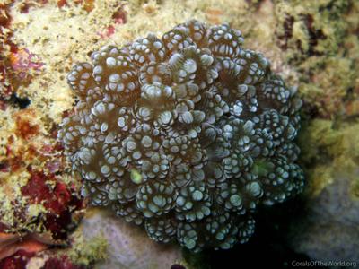 CotW: Plerogyra cauliformis